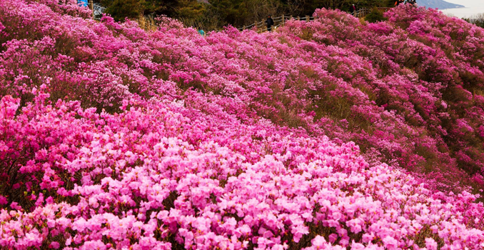 Lễ hội hoa mơ Hàn Quốc