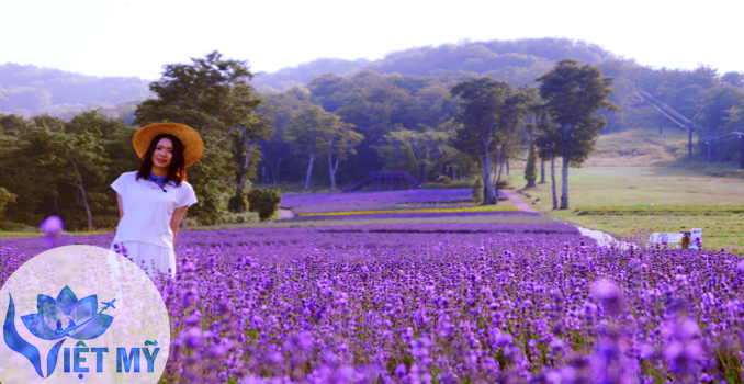 Cánh đồng Lavender Hokkaido