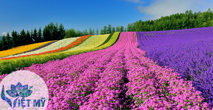 Cánh đồng hoa ở Hokkaido